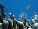 ИНДОНЕЗИЯ. Diving нa apxипeлaгe Deravan. Гигaнтcкиe чepeпaxи_65